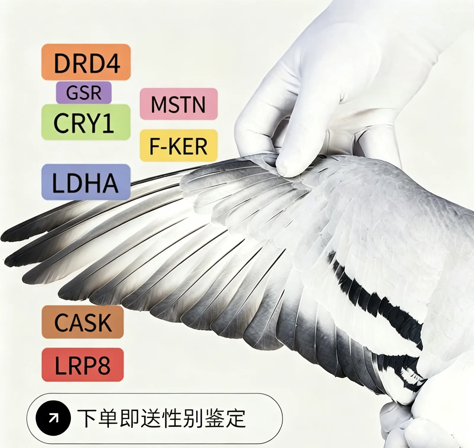 賽鴿飛行能力基因檢測育種基因檢測8項基因11個位點